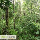 Forest Finance DE - Forstinvestments